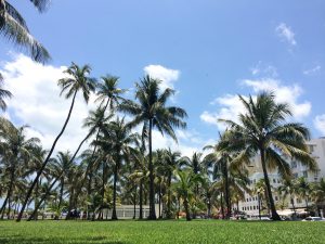 Miami south beach palm trees blue sky