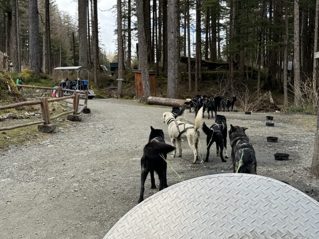 juneau alaska dog sled