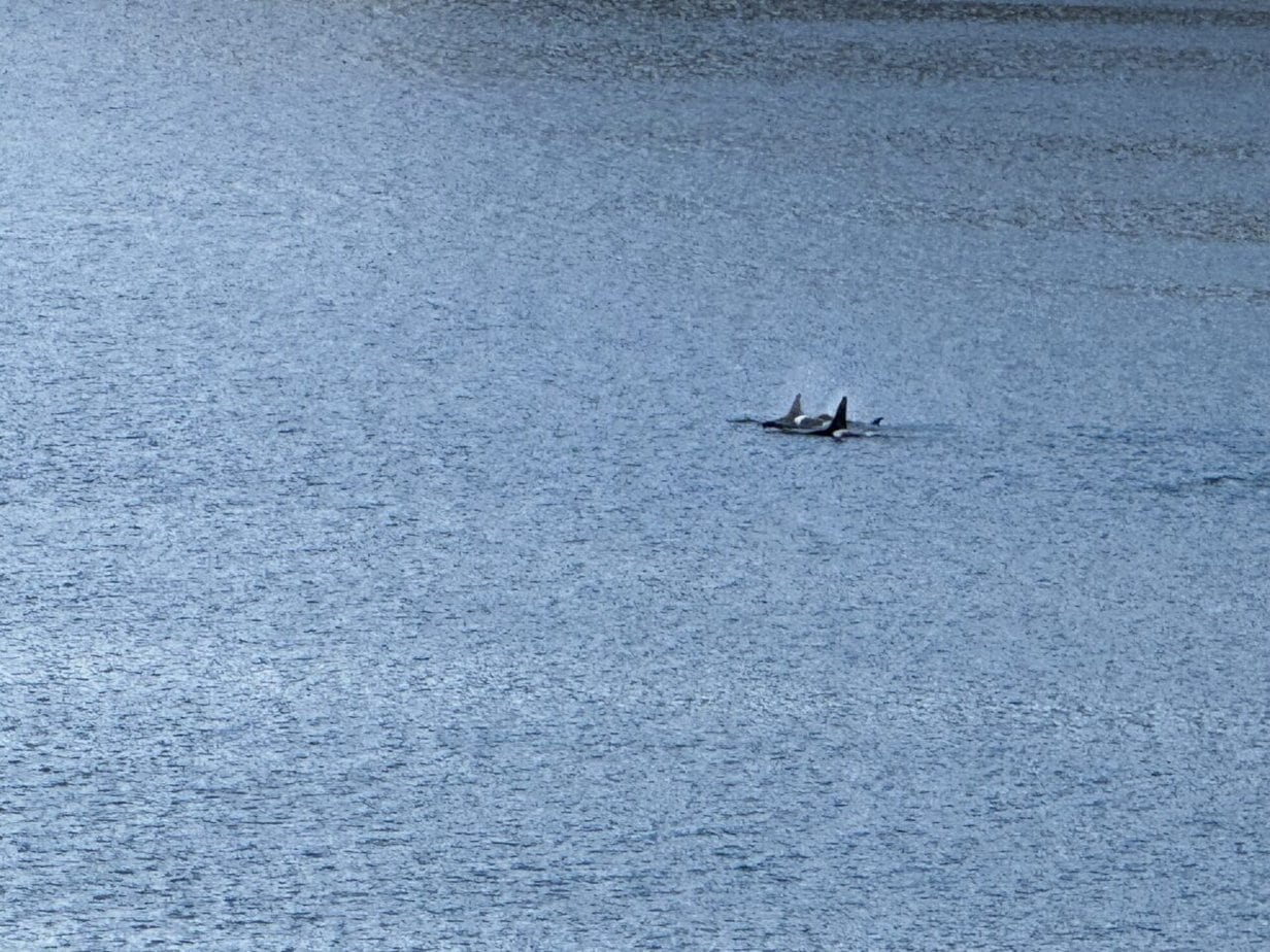 Orcas from my balcony
