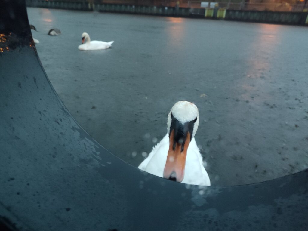 Swanand porthole